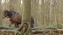 Le Havre : débardage à cheval dans la forêt de Montgeon