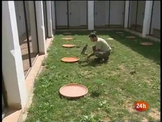 Cetrería en aeropuerto