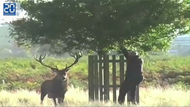 Zapping: Ces animaux qui ont faire rire le Web en 2012