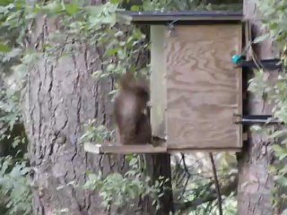 Écureuil  et pic épeiche