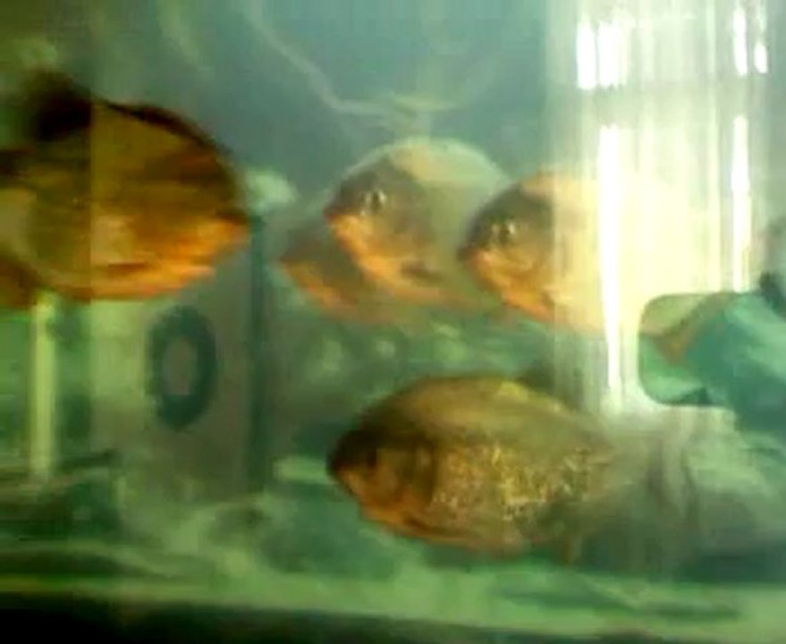 VID_20121215_121750