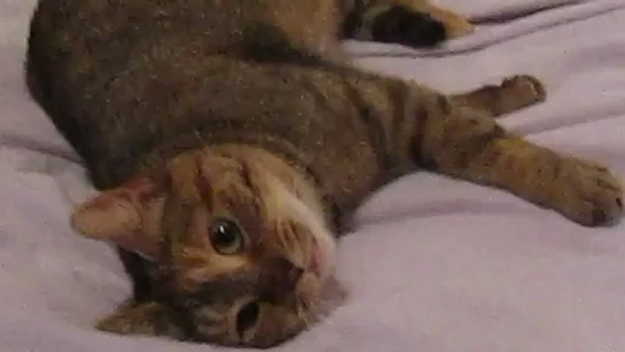 Bella