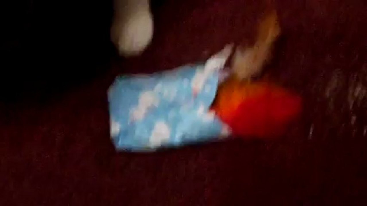 Rocky opening xmas present on xmas eve