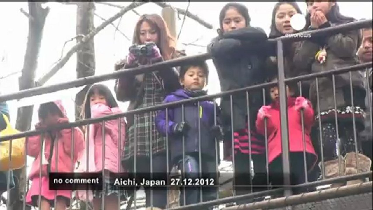 Monkeys play with fire in Japanese zoo - no comment
