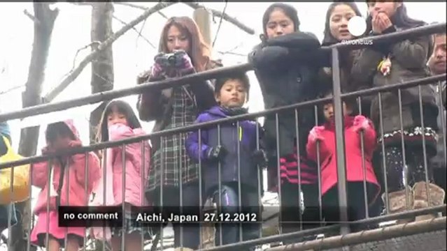 Monkeys play with fire in Japanese zoo - no comment