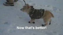 Testing our Waterproof Dog Socks as Winter Paw Protectors