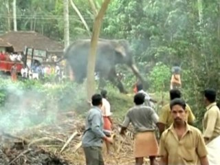 Elephant kills keeper in rampage in India