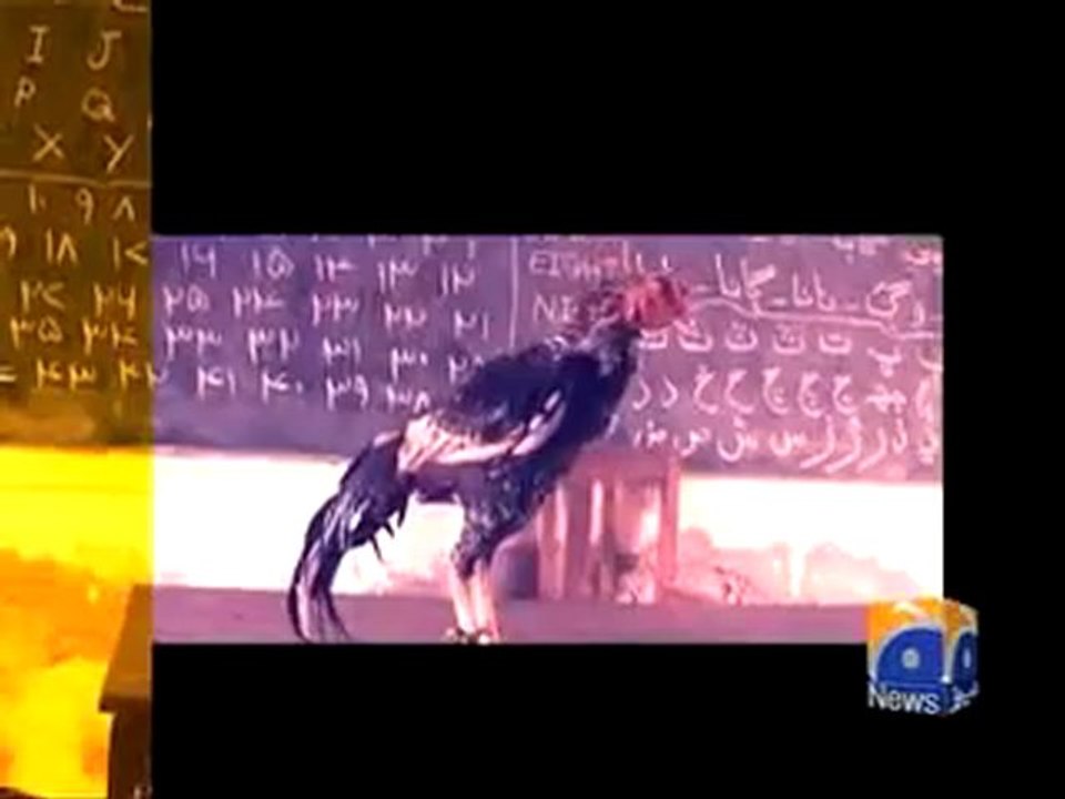 Cock School.mp4