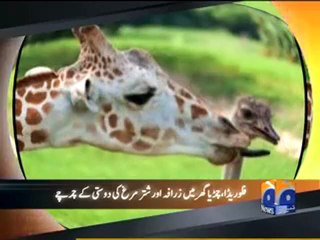 Dilchaps or ajeeb 3 Dec,2010.mp4