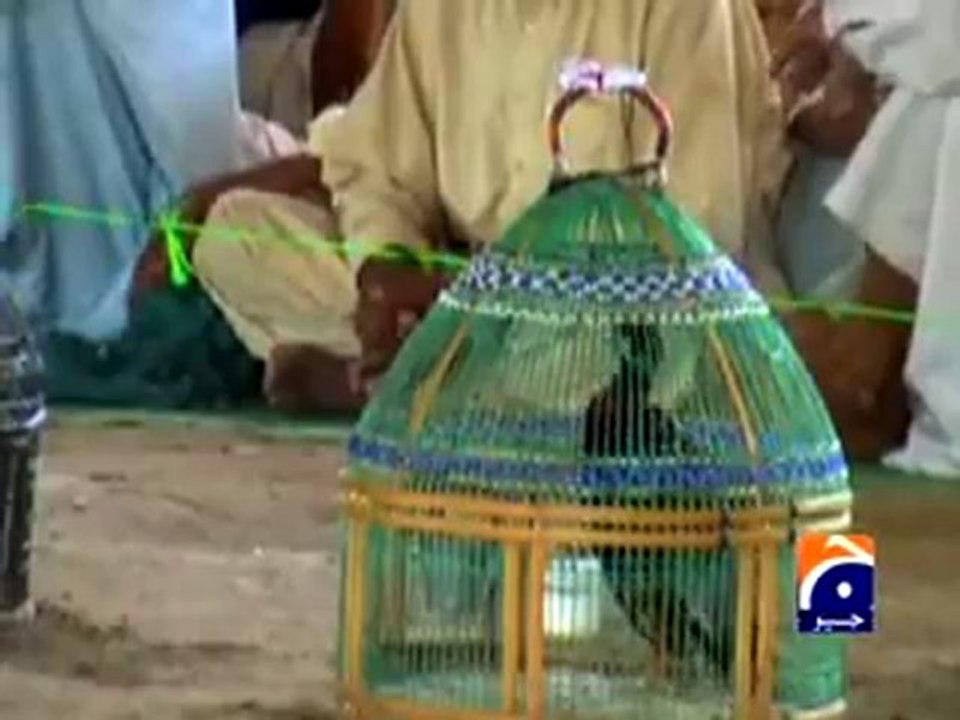 Report- Partridge Competition (Sindh).mp4