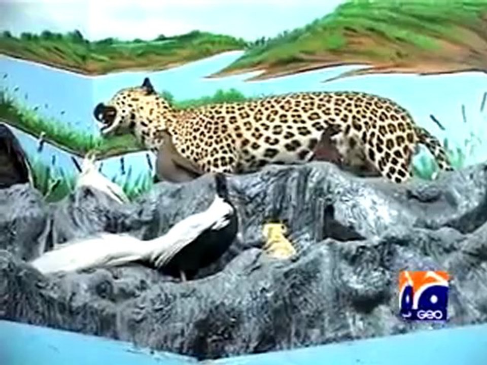 Report- Stuffed animals (Peshawar).mp4