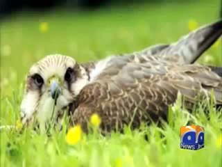 Falcons Package Highlights 🏈