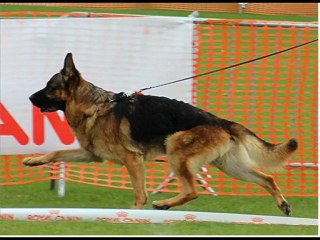 BRANDO DU CLOS DE ROSIERE