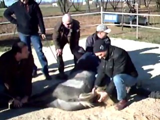 marquage celimene 8 decembre 2012 004