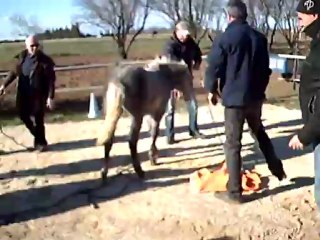 marquage celimene 8 decembre 2012 009