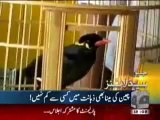 Geo Headline-13 May,2011.mp4