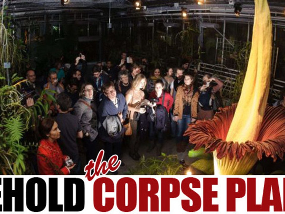 Behold the Corpse Plant