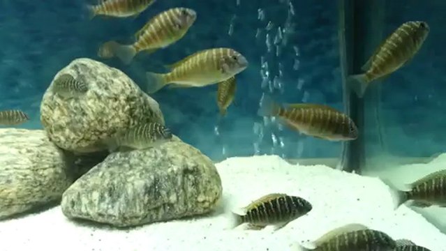 red rainbow kasanga yavru