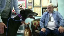 Greyhound racing: the steep decline of an old American favorite