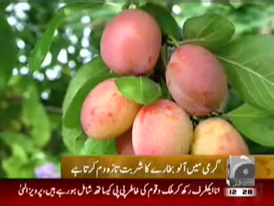 Geo Sehat-Drink Plum Juice.mp4