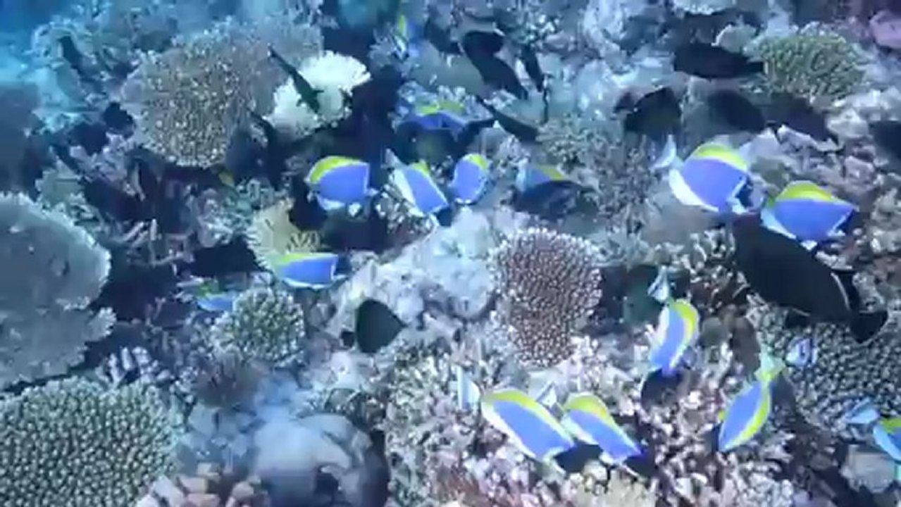 Plongée aux maldives 01