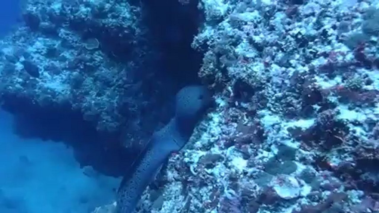 Plongée aux maldives 02