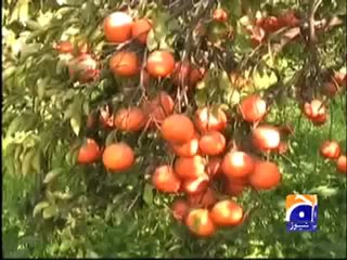 Orange Production on Geo Tv 15-11-2009.mp4