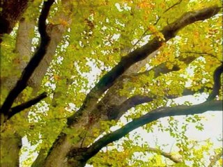 Paroles de pacifistes