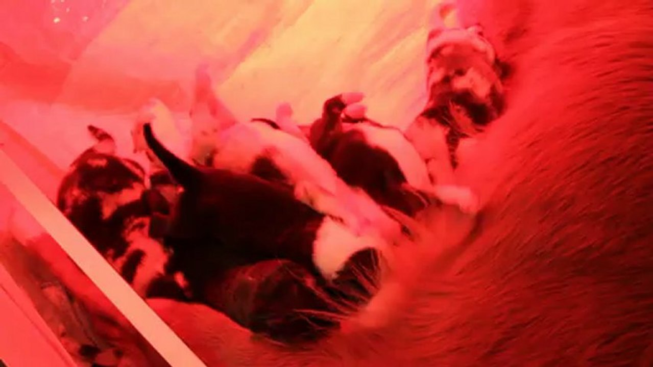 La tétée dos crawlé