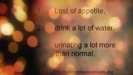 Kidney Disease in Cats