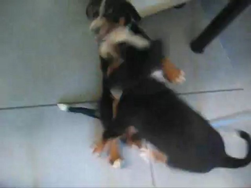 Chiots appenzells chez le véto Milune x Full Moon octobre 2012