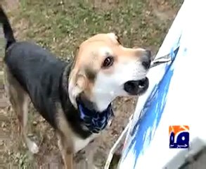 Report- Dilchasp Ajeeb (22 October 2009).mp4