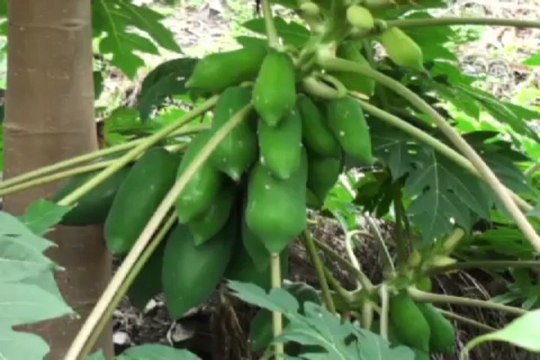 Tropikal meyveler Alanyalı oldu