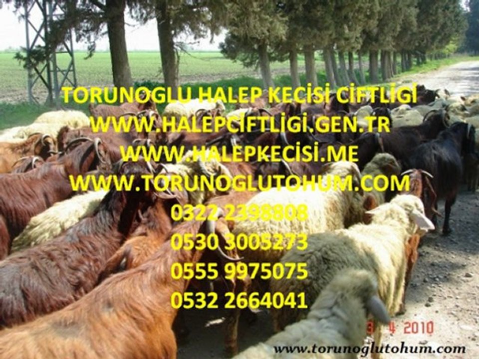 halep kecisi fiyatları,halep kecisi resimleri,halep kecisi videoları,halep kecisi ilanları