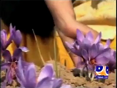 Report- Saffron Festival (12th November 2009).mp4