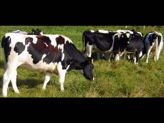 BURDUR VE CEVRESİNDEKİ ÇİFTLİKLERİMİZDEN 1. SINIF HOLSTAİN GEBE DÜVELER