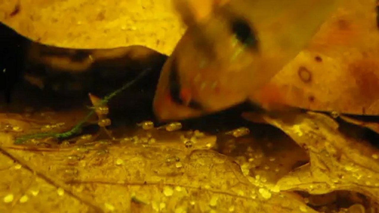 MVI_6558