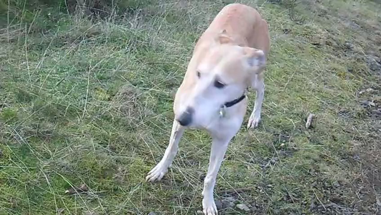 Les 3 galgos