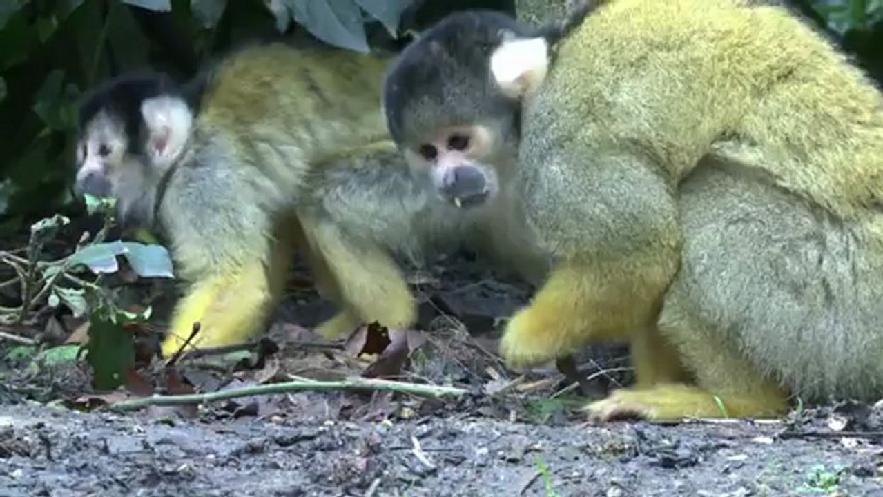 Tierisch viel Arbeit: Inventur im Londoner Zoo