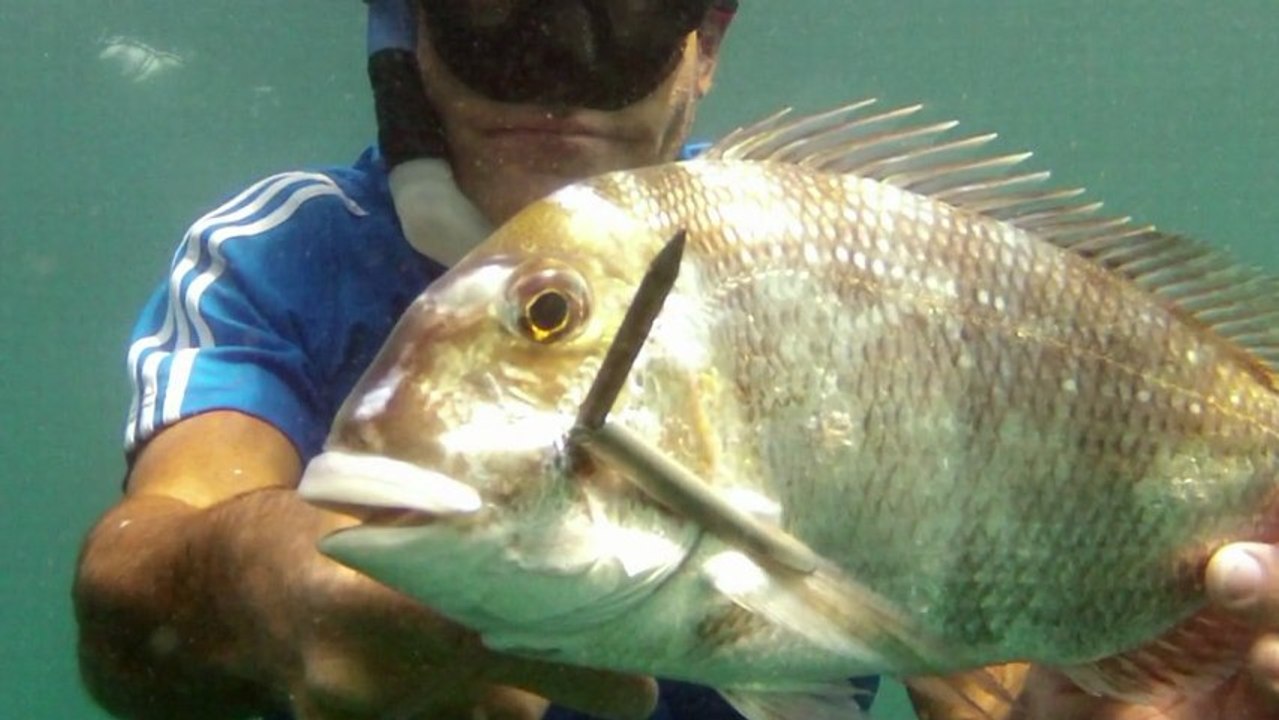Spearfishing au Panama avec Tomy