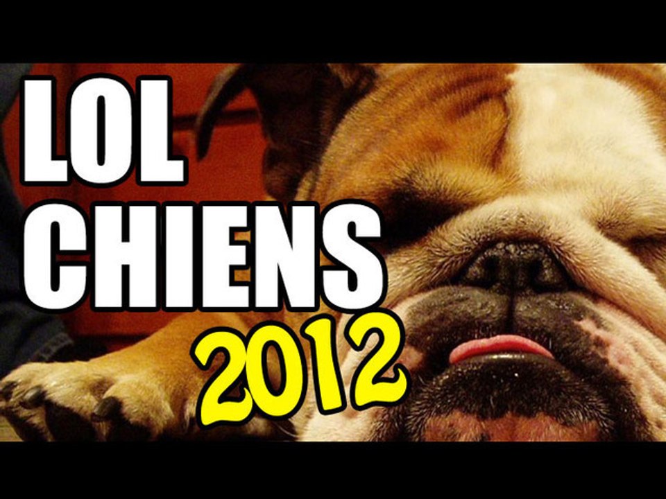 Les meilleures Chiens de 2012