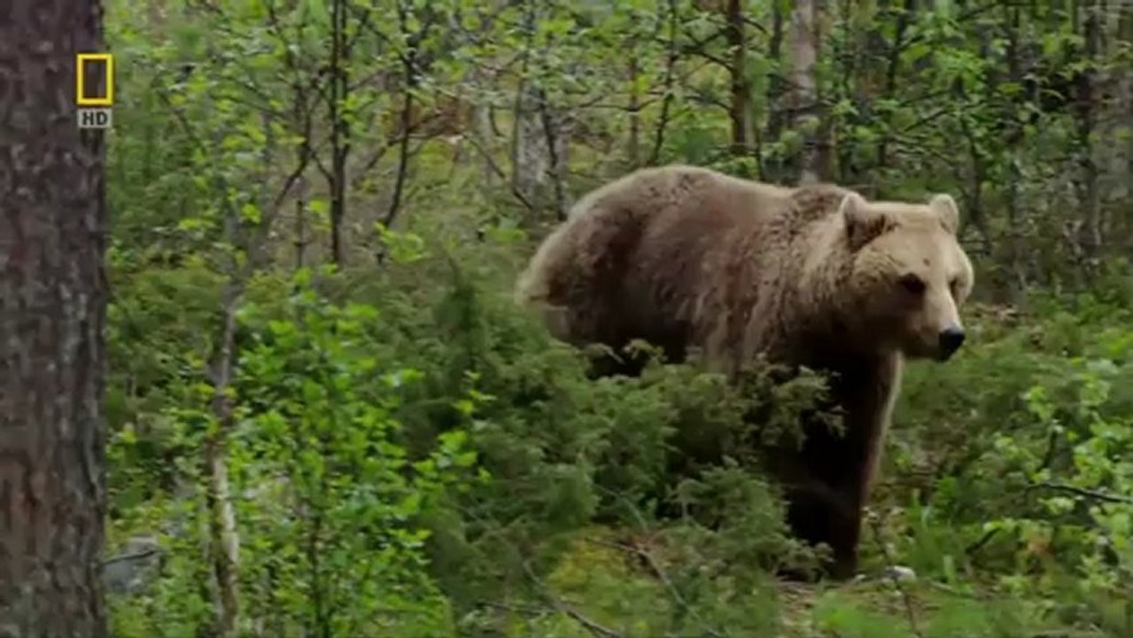 Beautiful World - Wild Russia
