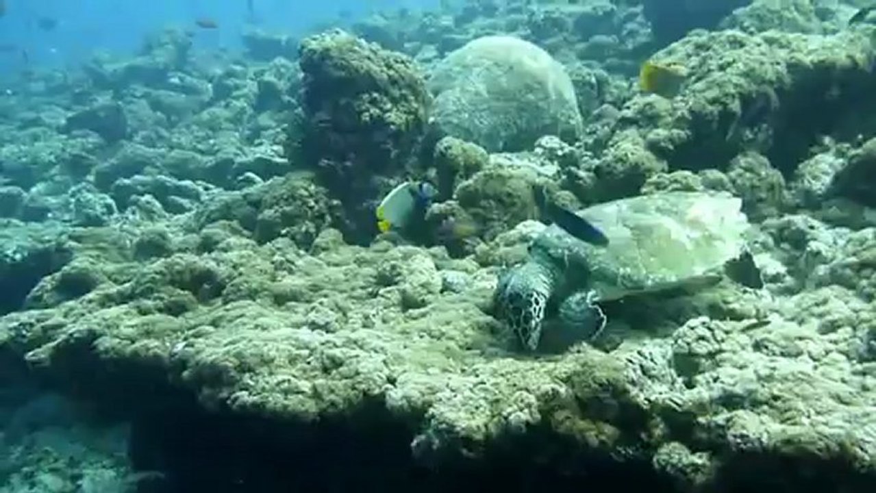 poissons et tortue