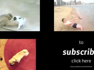 Funny Crazy Dog Is Sleepwalking !★☆★