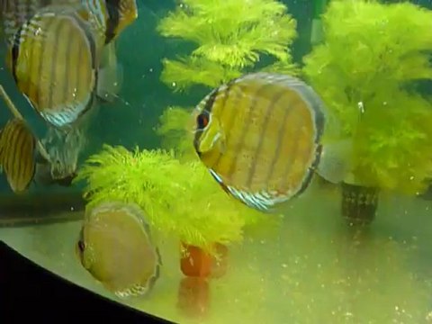 Jeunes discus verts du rio Nanay