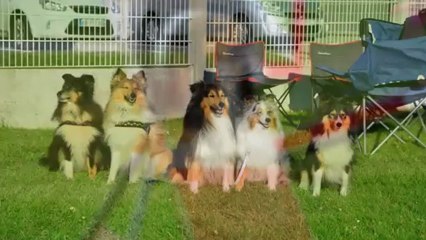 Agility Dust in the wind du Cèdre Enchanté saison 2012