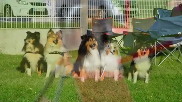 Agility Dust in the wind du Cèdre Enchanté saison 2012