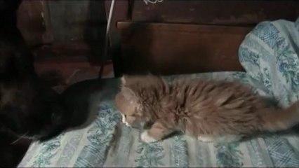 Собачья любовь..