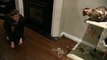 Bengal Cat Rumble Playing With Elastic Rubber Bands Linus Cat Tips