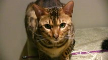 Bengal Cat Rocket Playing on His Cat Tree with Catnip Linus Cat Tips